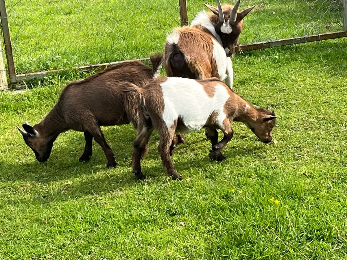 Pygmy goats - Image 3
