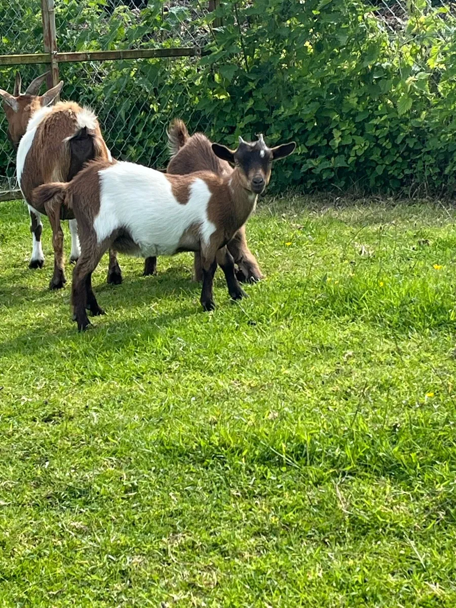 Pygmy goats - Image 4