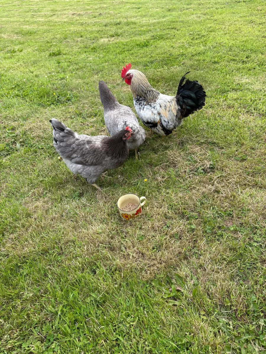Chickens and Coop - Image 4
