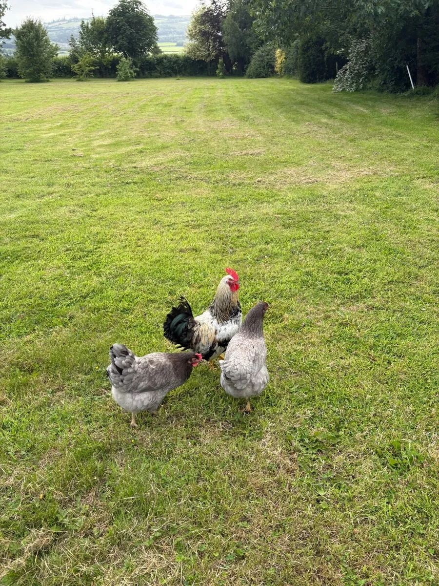 Chickens and Coop - Image 2
