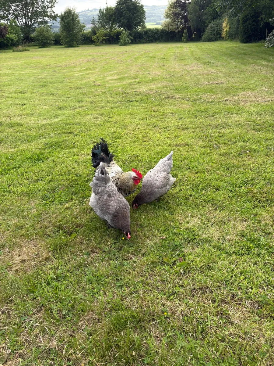 Chickens and Coop - Image 3