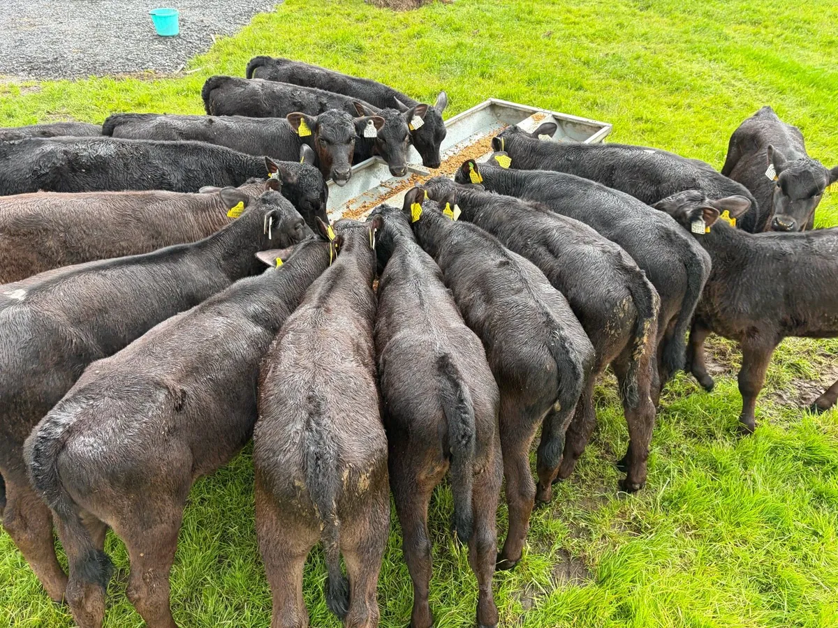 18 super 3-4 month old angus heifer runners ! - Image 1