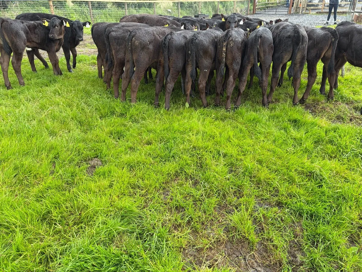 18 super 3-4 month old angus heifer runners ! - Image 3