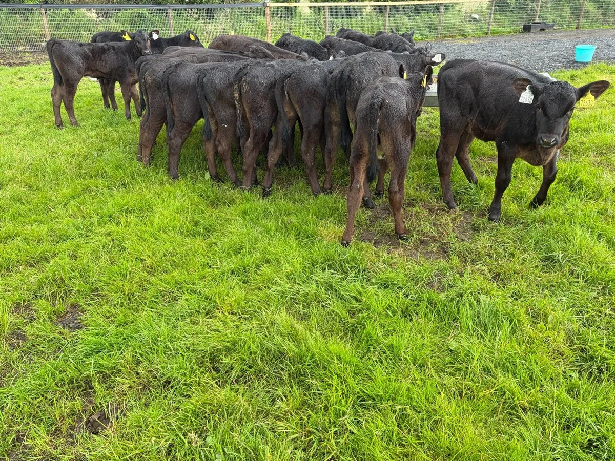 18 super 3-4 month old angus heifer runners ! - Image 4