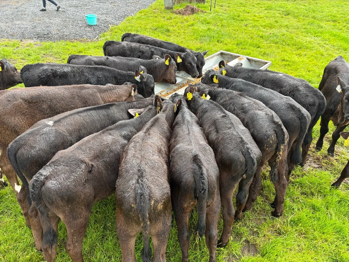 18 super 3-4 month old angus heifer runners ! - Image 2