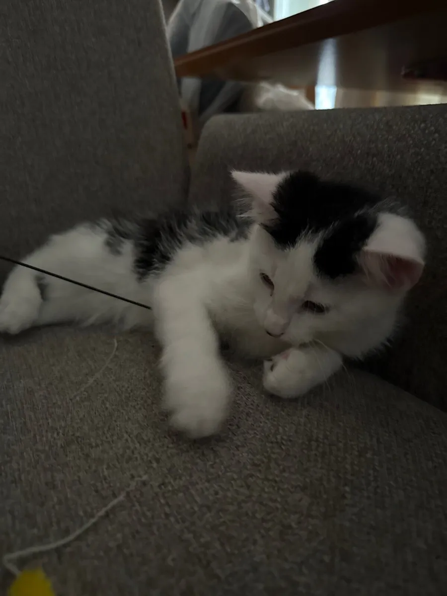2 months old cat male - Image 1