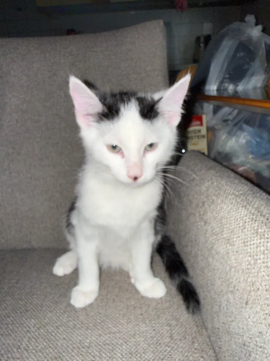 2 months old cat male - Image 2