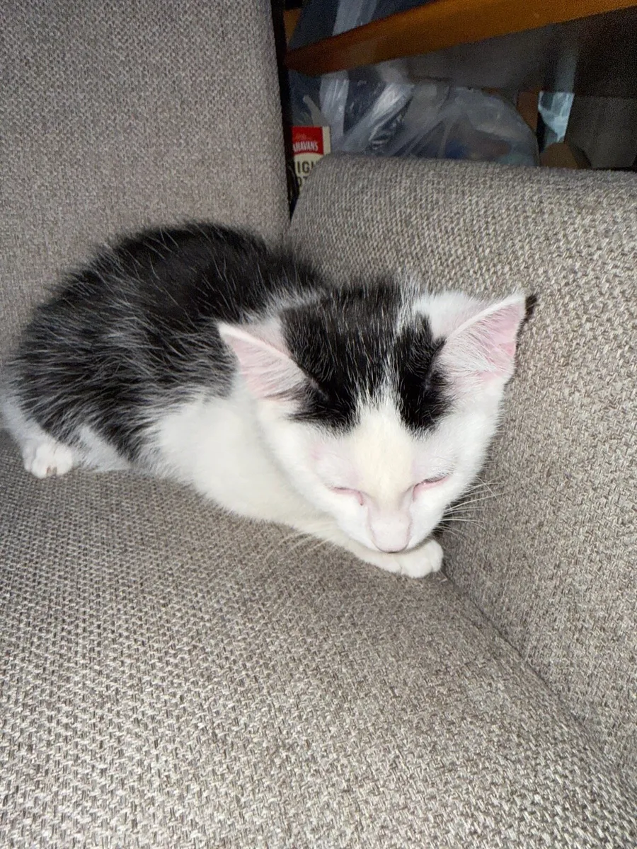 2 months old cat male - Image 3