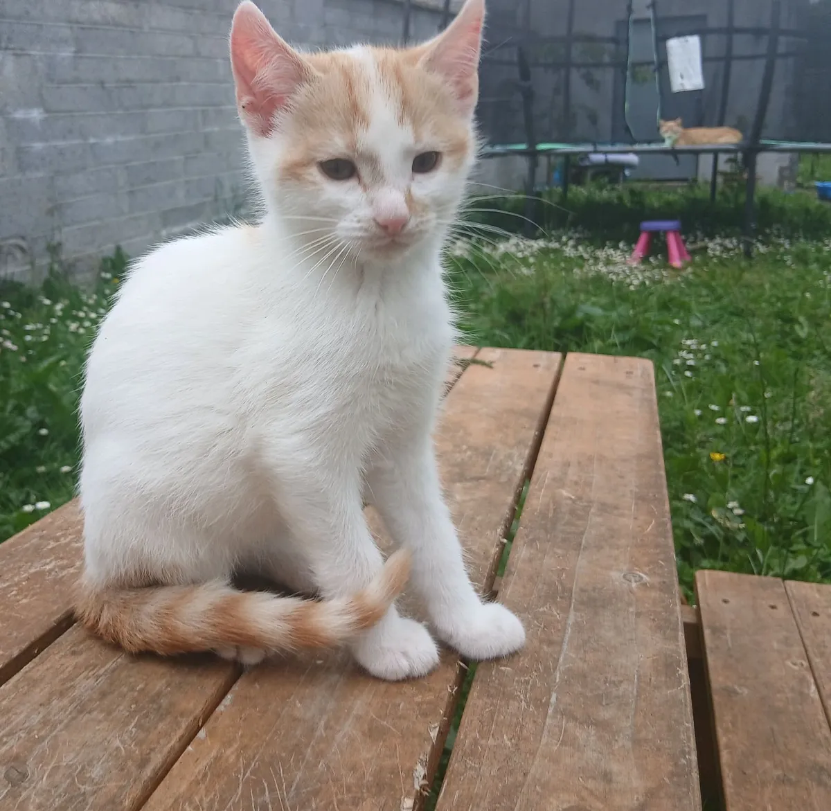 Kittens - Image 3