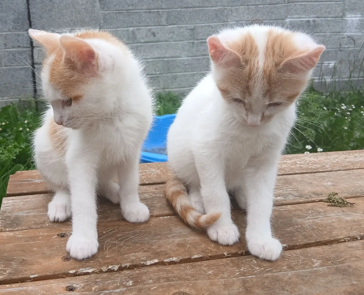 Kittens - Image 4