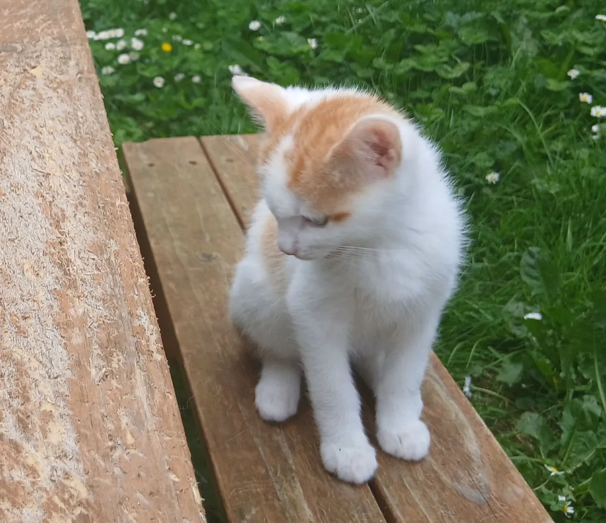 Kittens - Image 1
