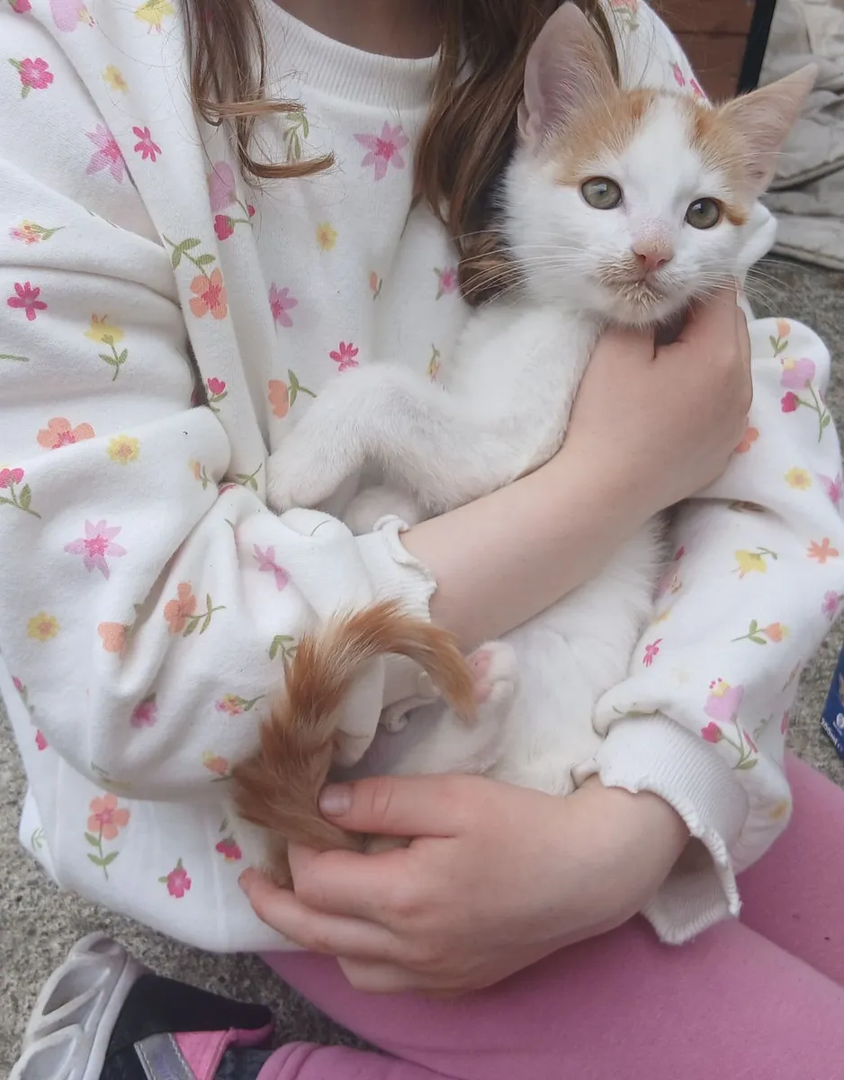 Kittens - Image 2