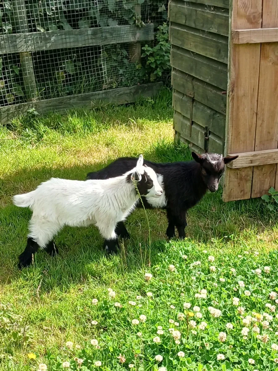 Pygmy Goat Wethers - Image 1
