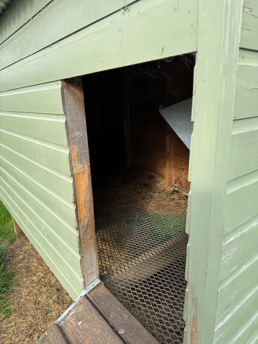 Pygmy Goats - Image 3
