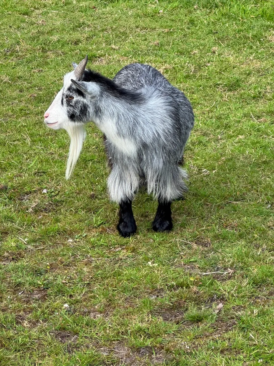 Pygmy Goats - Image 4