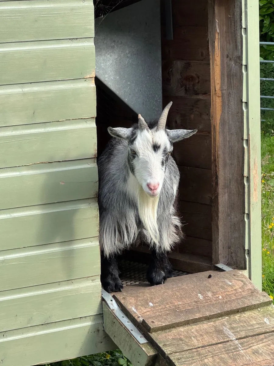 Pygmy Goats - Image 1