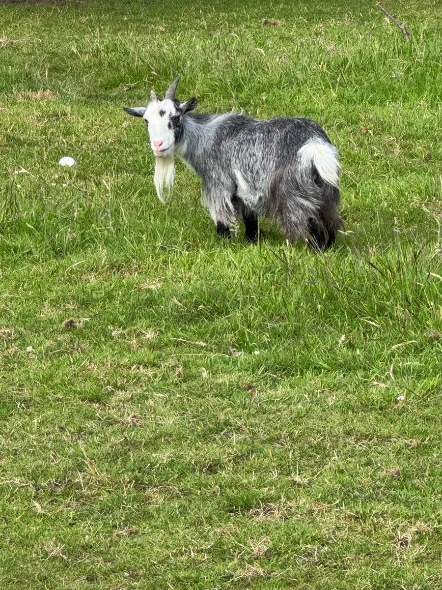 Pygmy Goats - Image 2