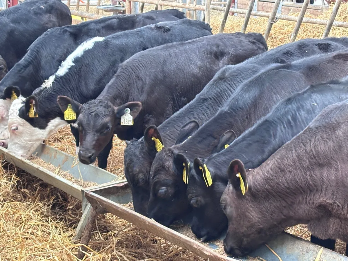 9 top quality grass calves for sale - Image 2