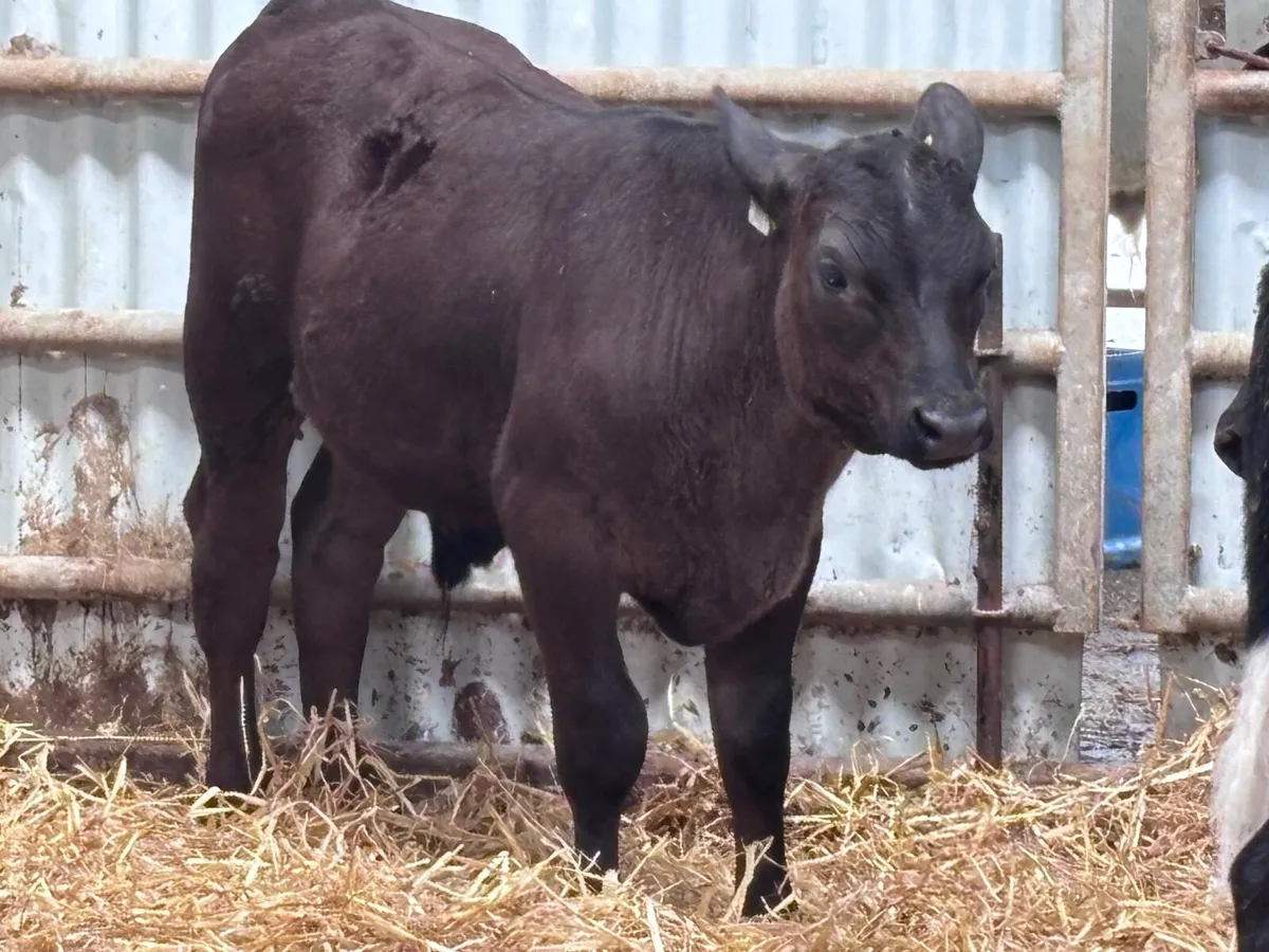 9 top quality grass calves for sale - Image 3