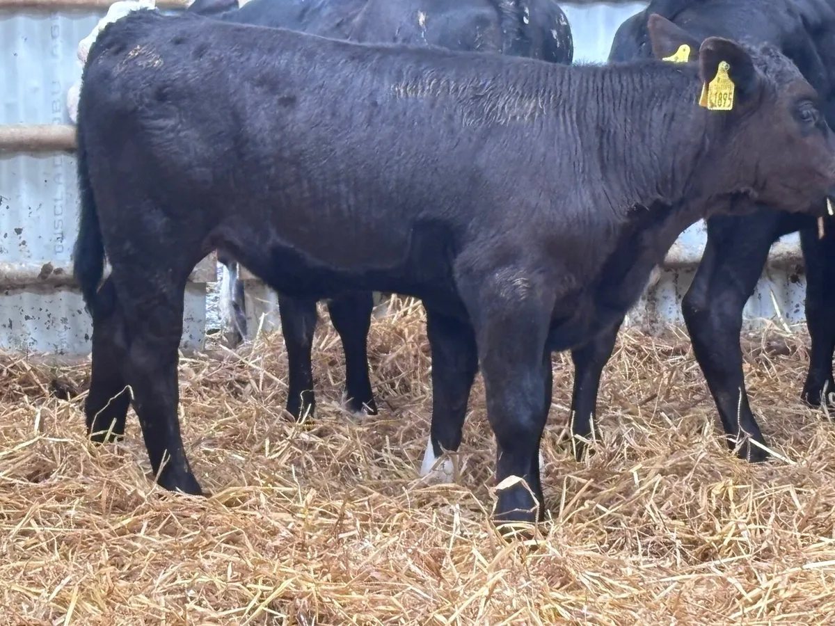 9 top quality grass calves for sale - Image 4