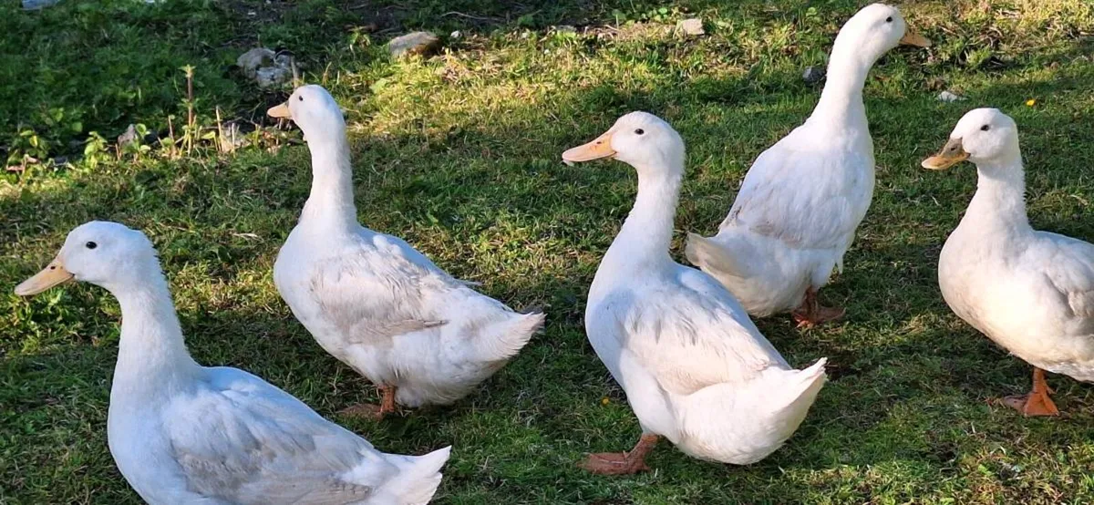 Ducks and chickens - Image 3