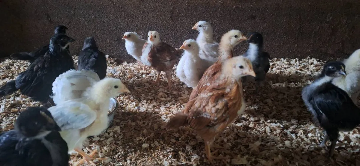 Ducks and chickens - Image 2