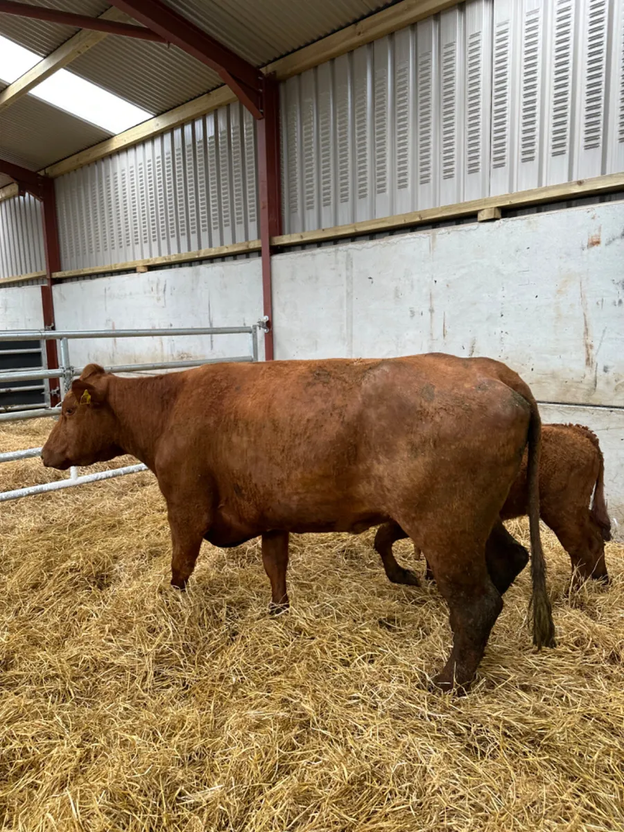 Saler cow and Calve - Image 4