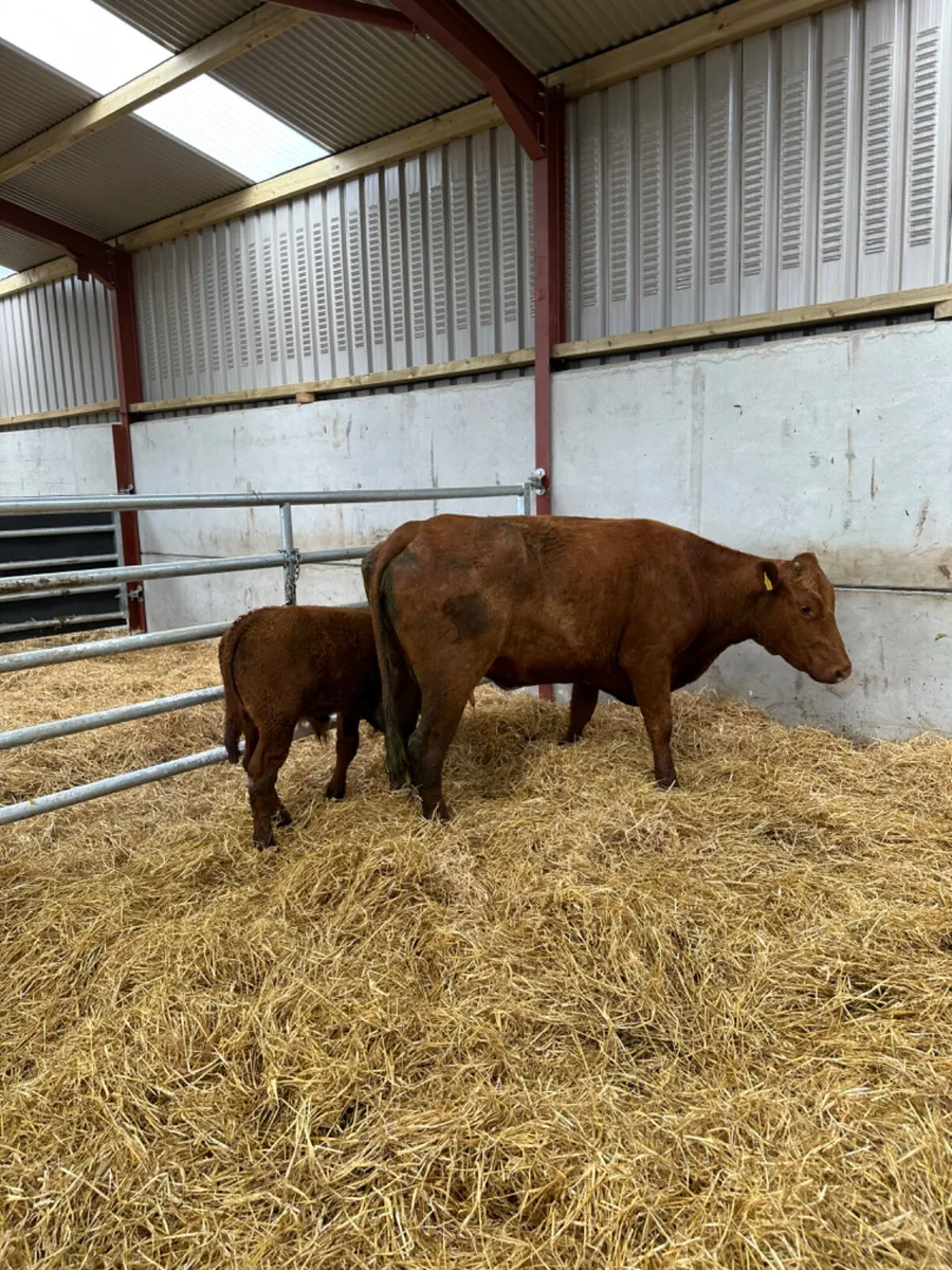Saler cow and Calve - Image 1