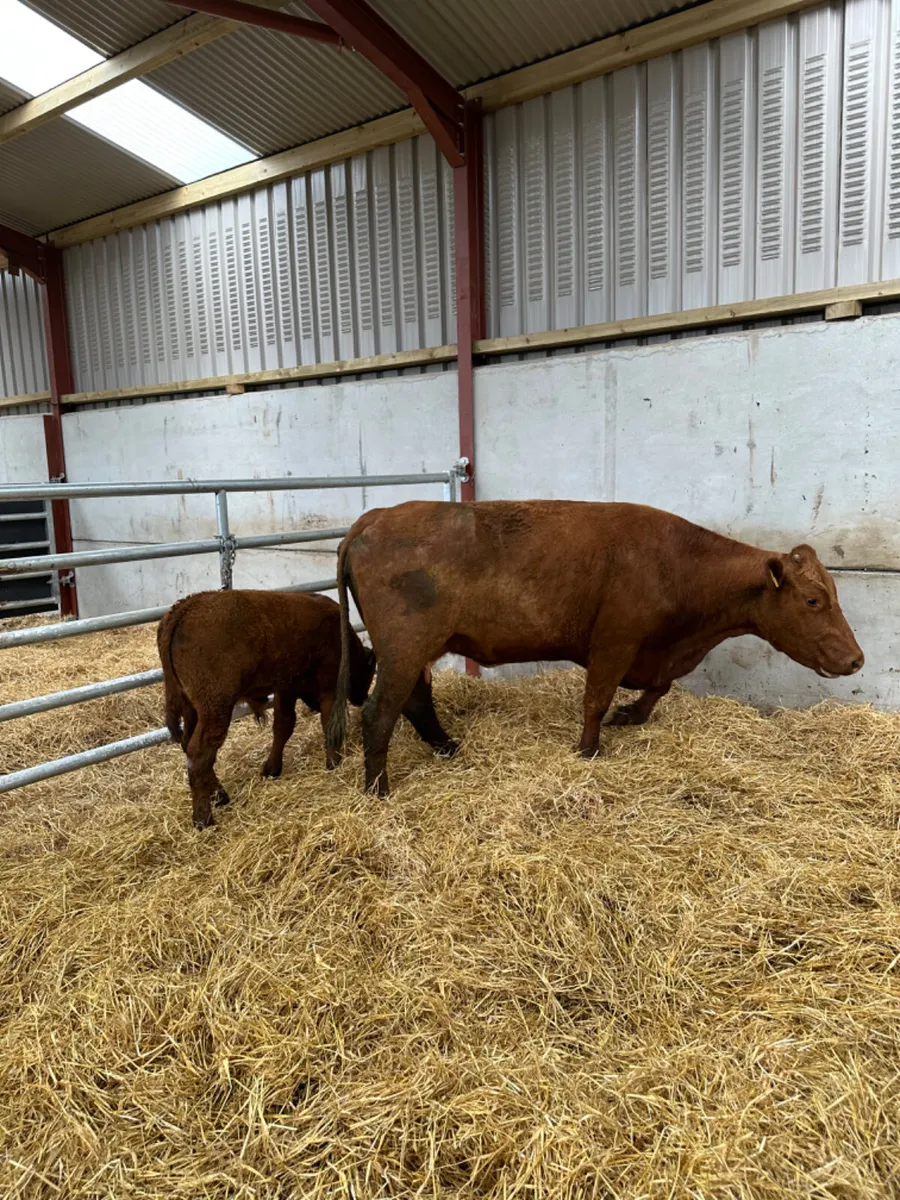 Saler cow and Calve - Image 2