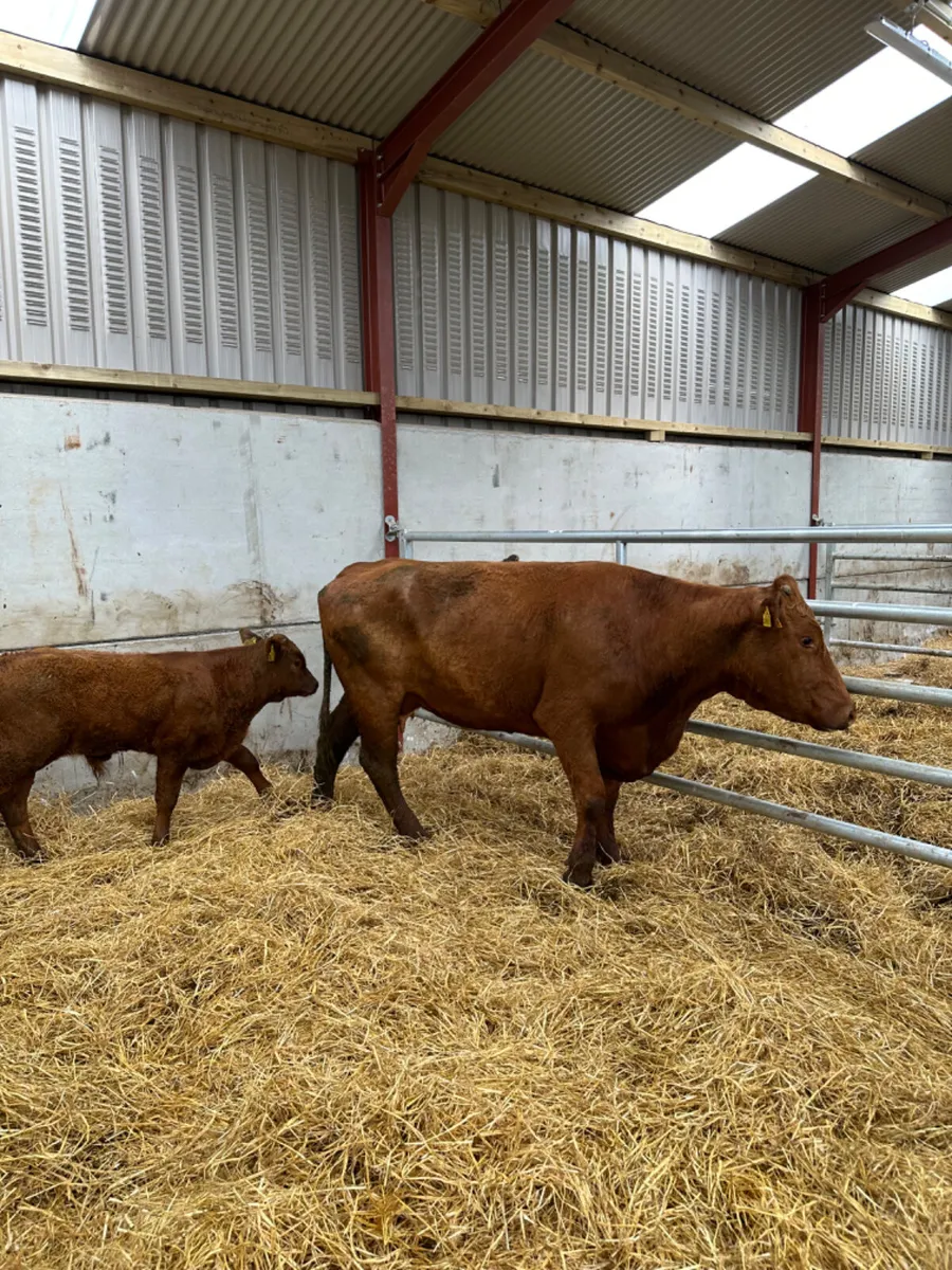 Saler cow and Calve - Image 3