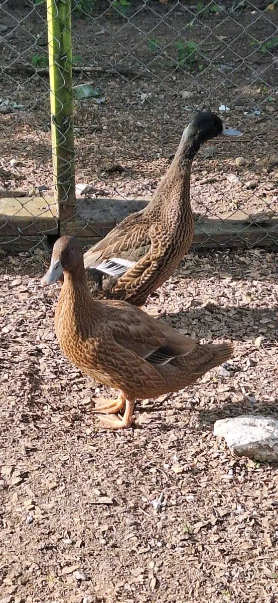Ducks and chickens - Image 1