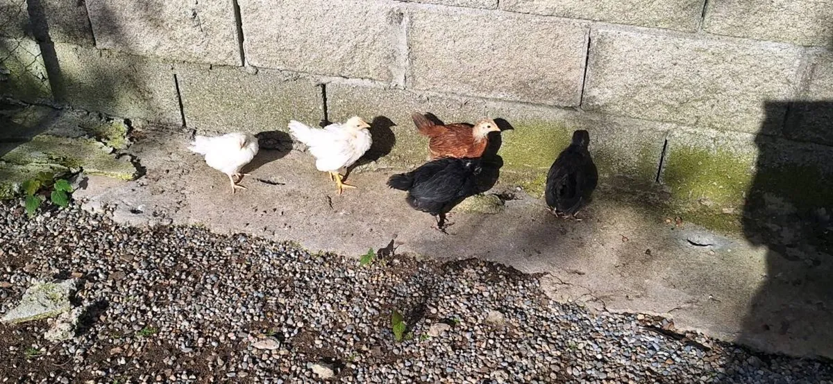 Ducks and chickens - Image 4