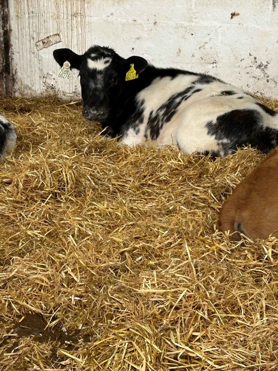 5 TOP QUALITY CONTINENTAL HEIFER RUNNERS - Image 2