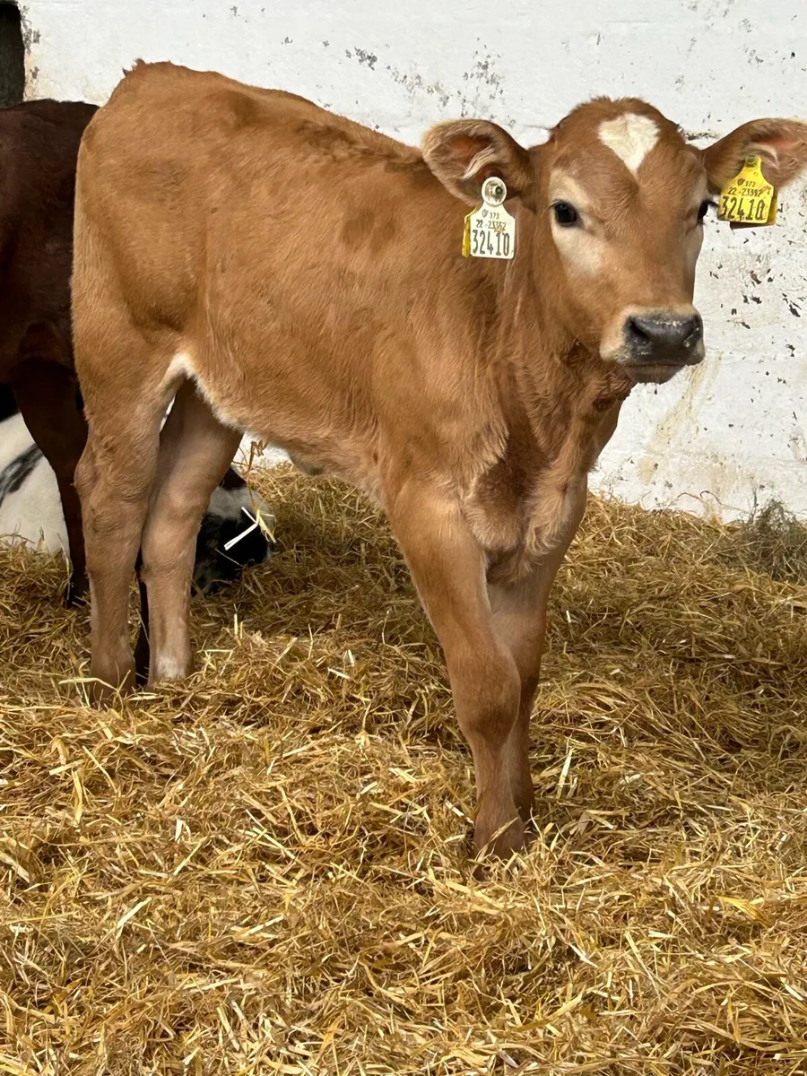 5 TOP QUALITY CONTINENTAL HEIFER RUNNERS - Image 3