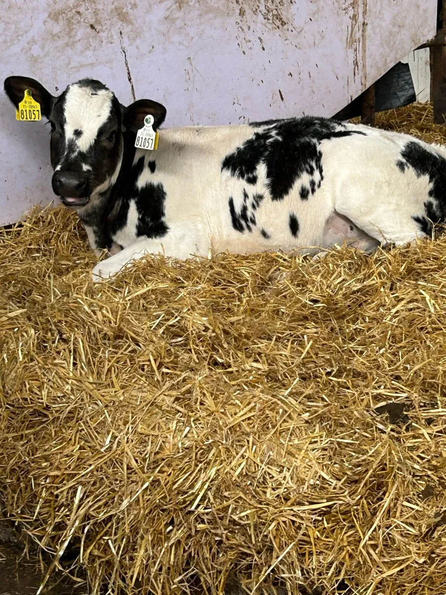 5 TOP QUALITY CONTINENTAL HEIFER RUNNERS - Image 4