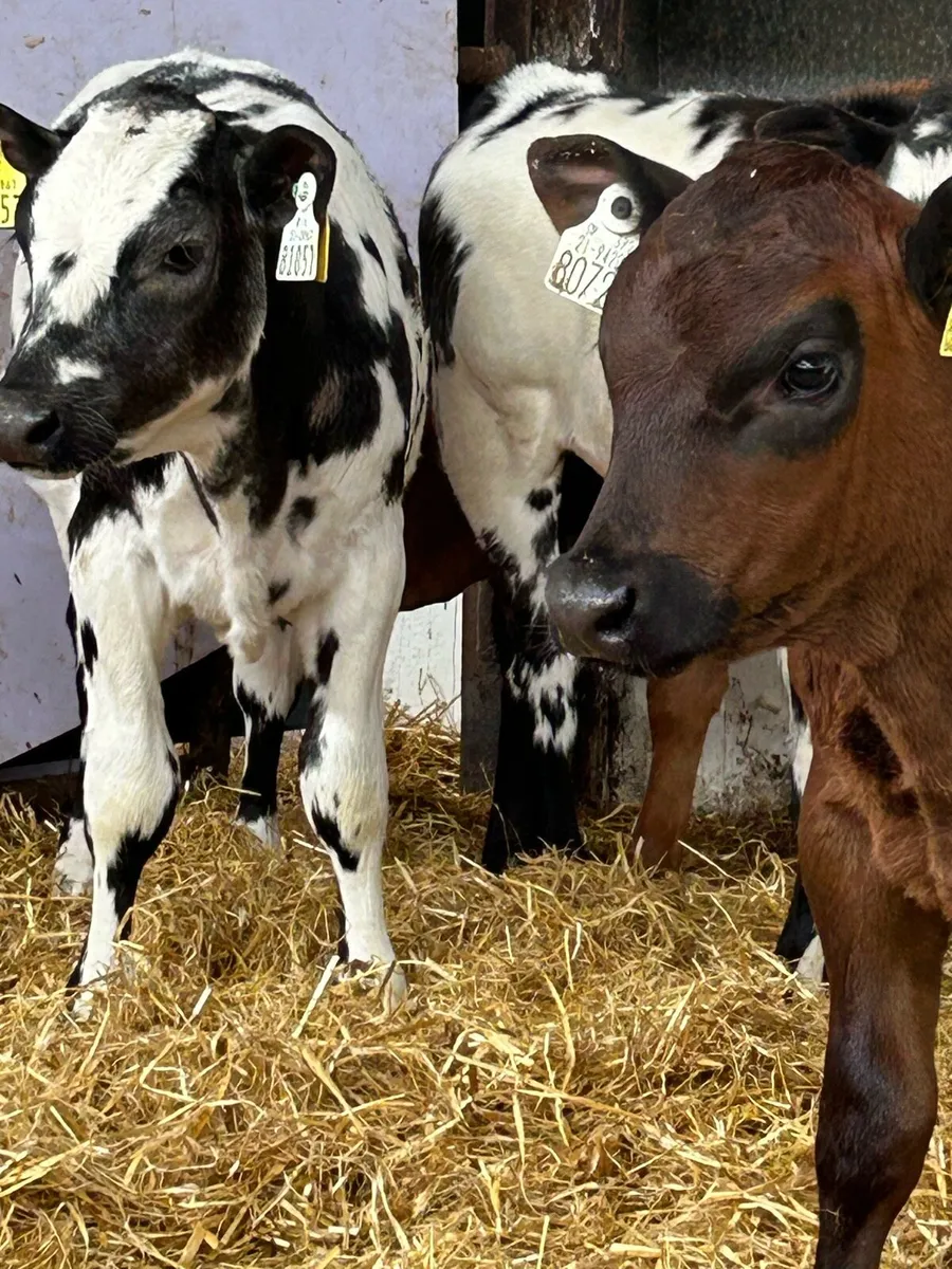 5 TOP QUALITY CONTINENTAL HEIFER RUNNERS - Image 1