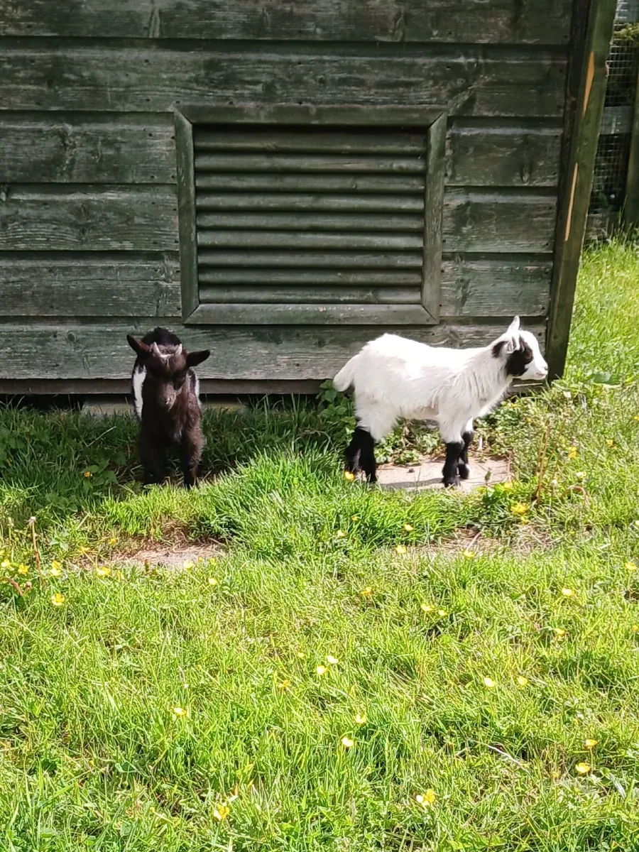 Pygmy Goat Wethers - Image 2