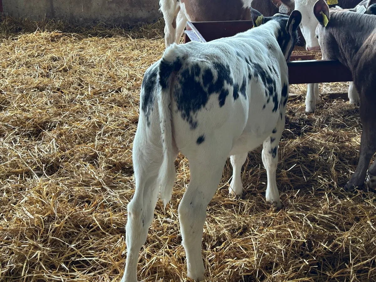 Reared BBX Heifer calf - Image 2