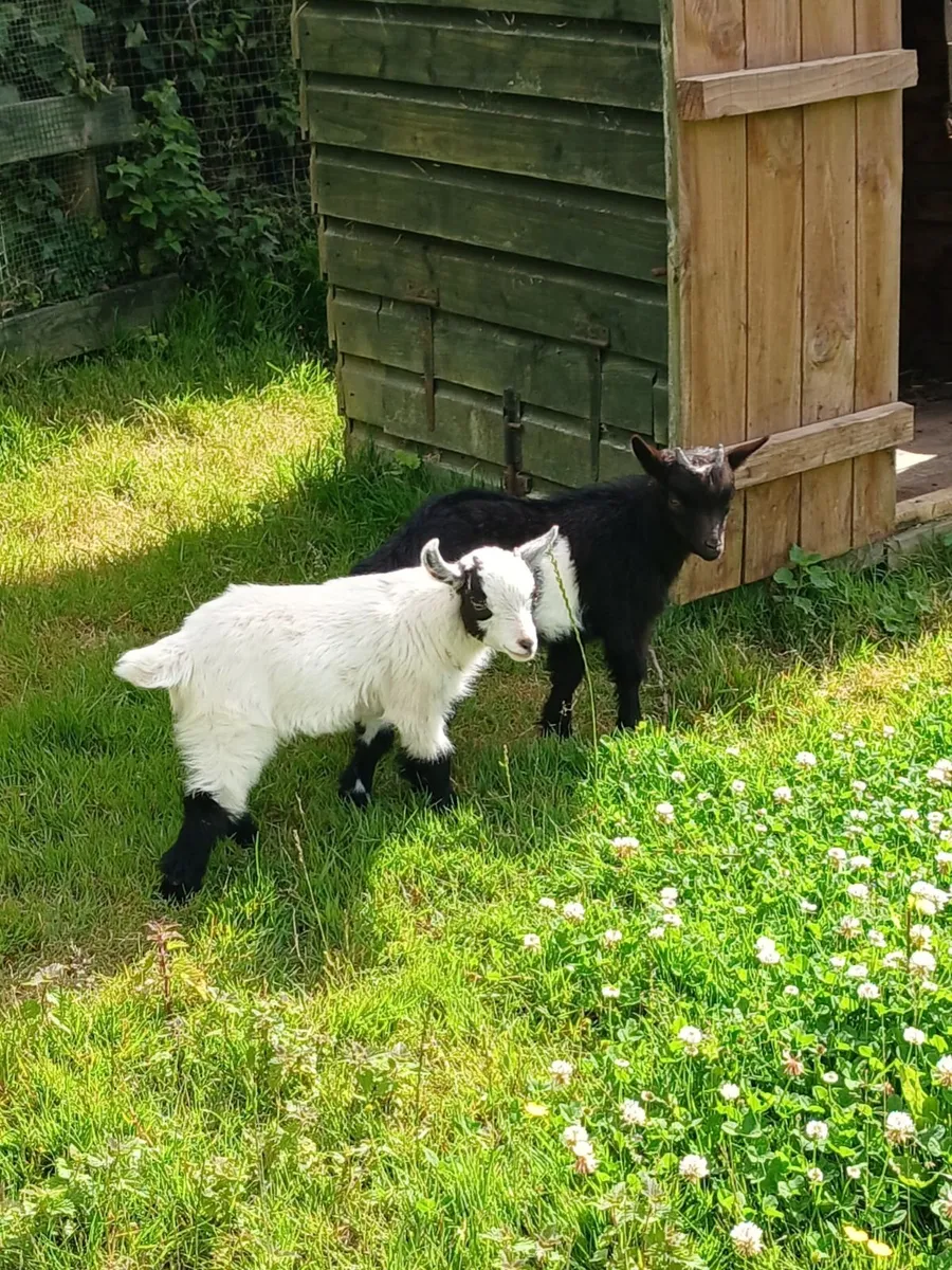 Pygmy Goat Wethers - Image 3