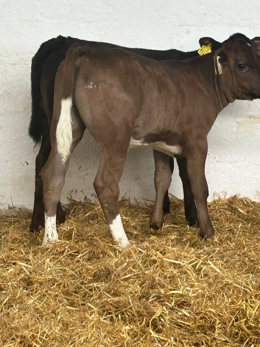2 SERIOUS AI BRED CONTINENTAL HEIFER CALVES - Image 2