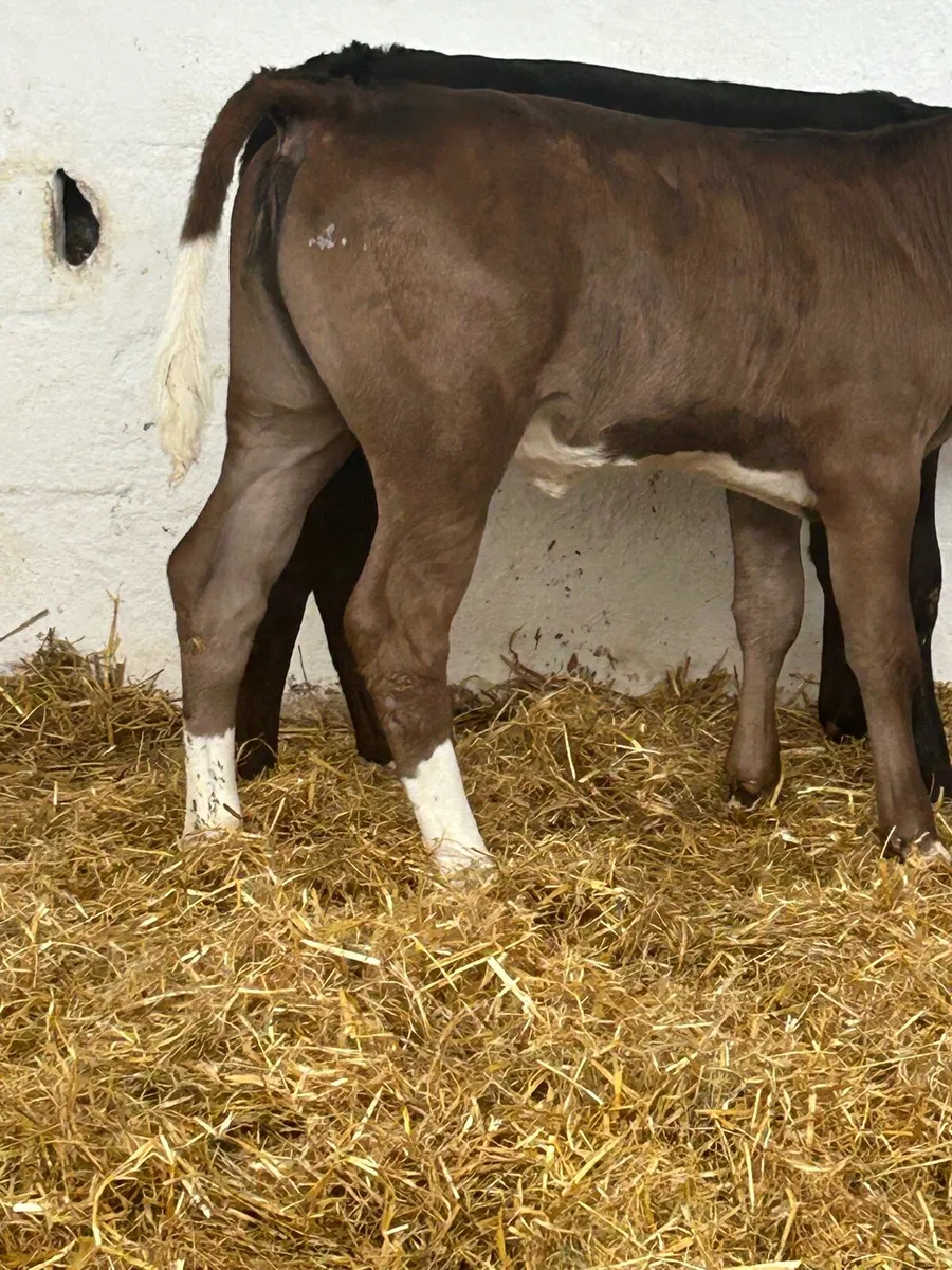 2 SERIOUS AI BRED CONTINENTAL HEIFER CALVES - Image 3