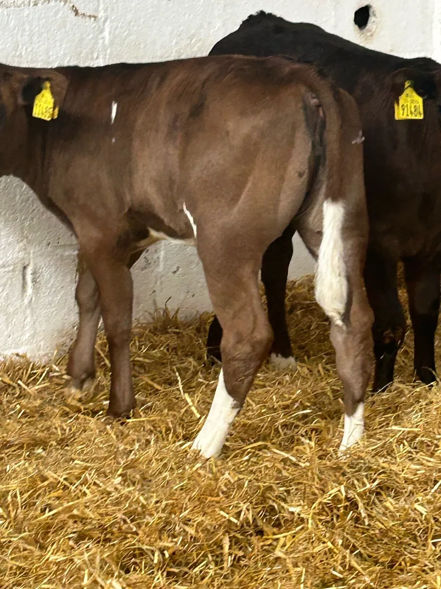2 SERIOUS AI BRED CONTINENTAL HEIFER CALVES - Image 1