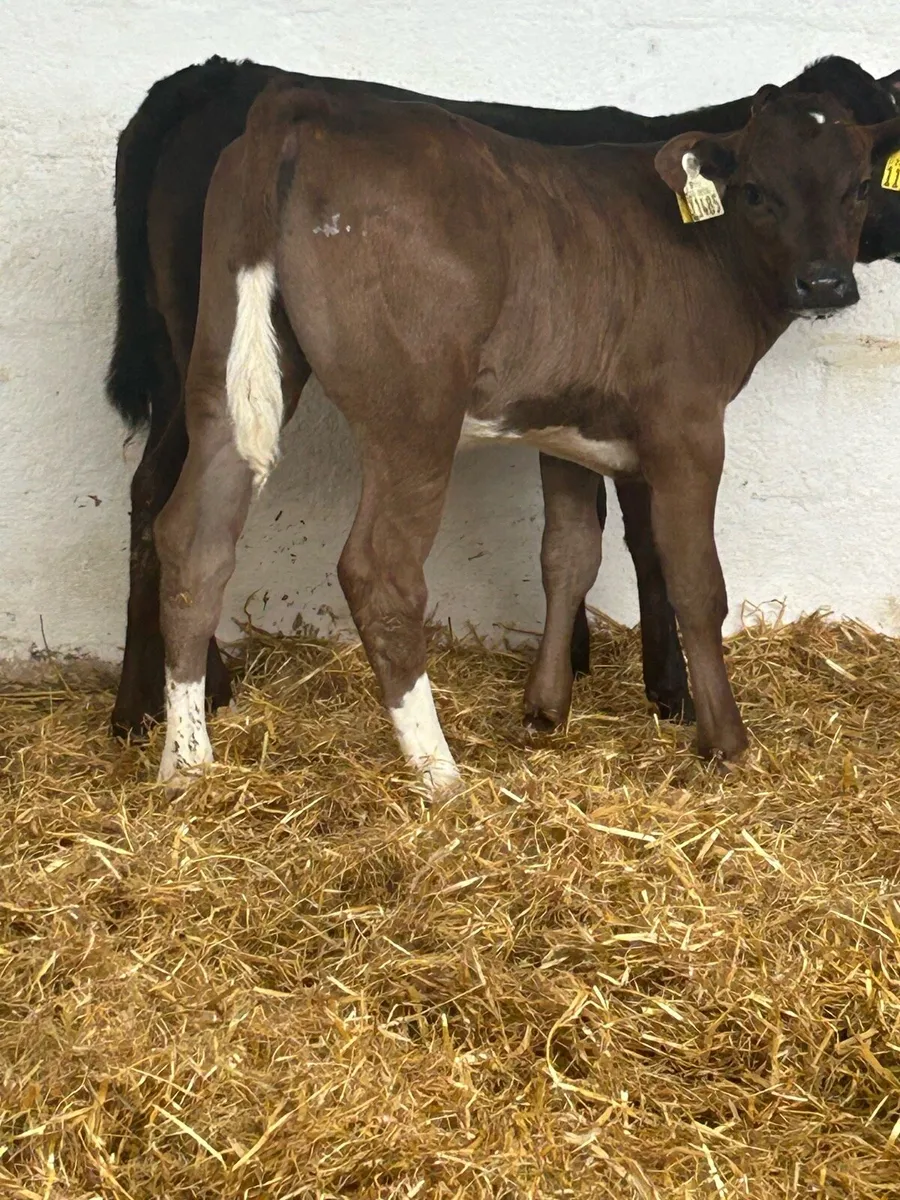 2 SERIOUS AI BRED CONTINENTAL HEIFER CALVES - Image 4