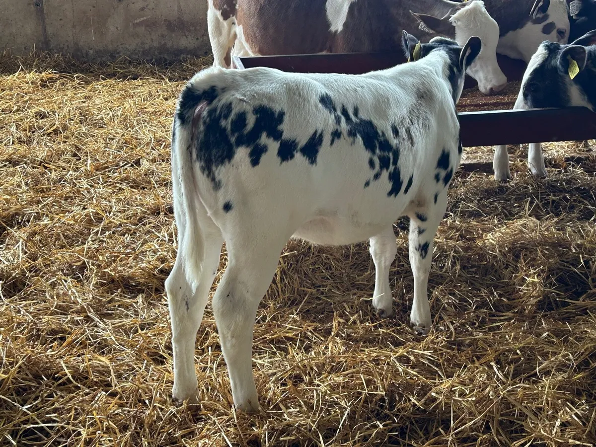 Reared BBX Heifer calf - Image 3