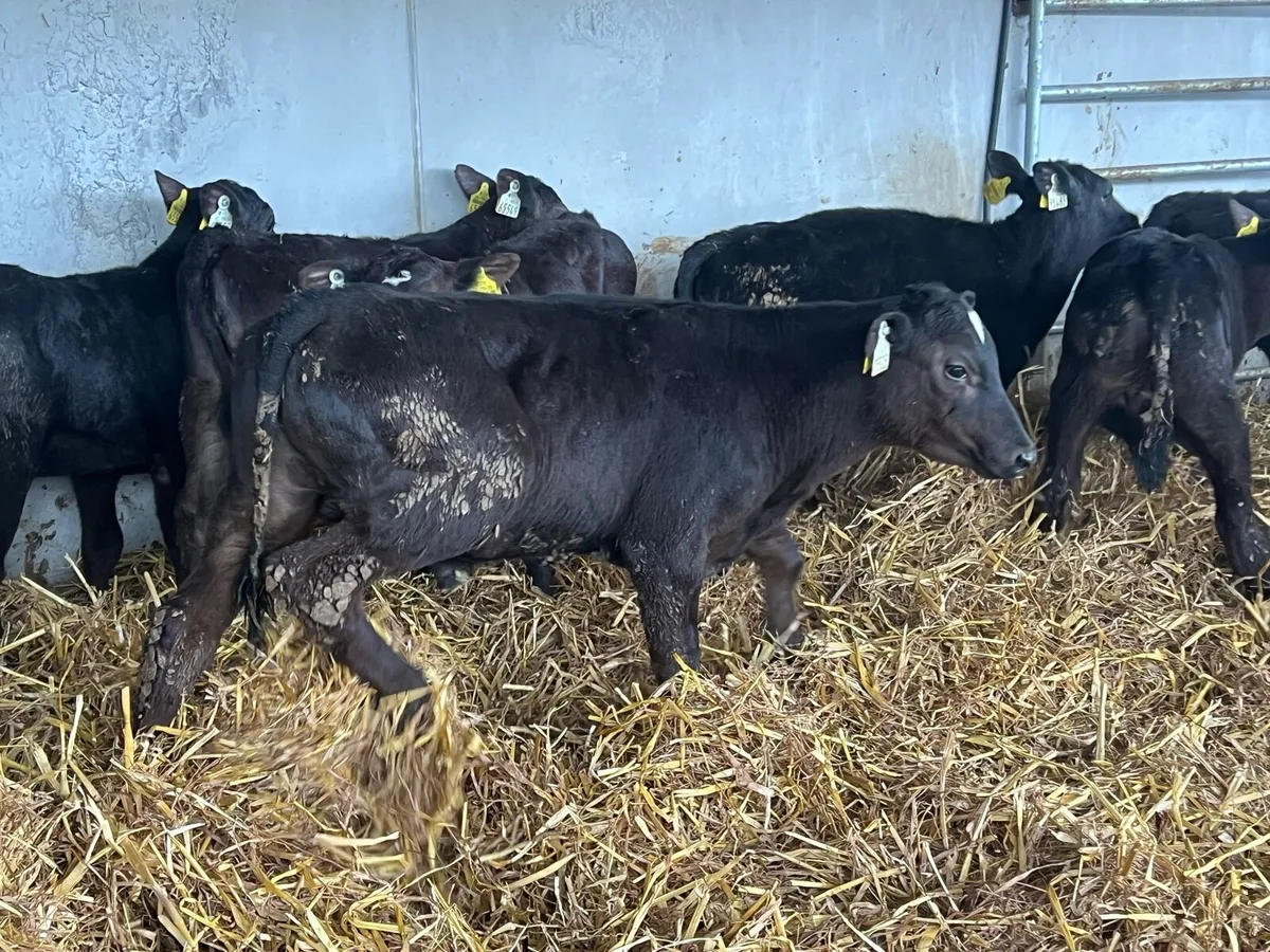 REARED ANGUS BULLS AND HEIFERS - Image 4