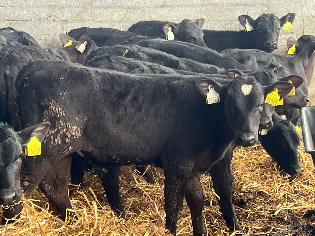 REARED ANGUS BULLS AND HEIFERS - Image 1