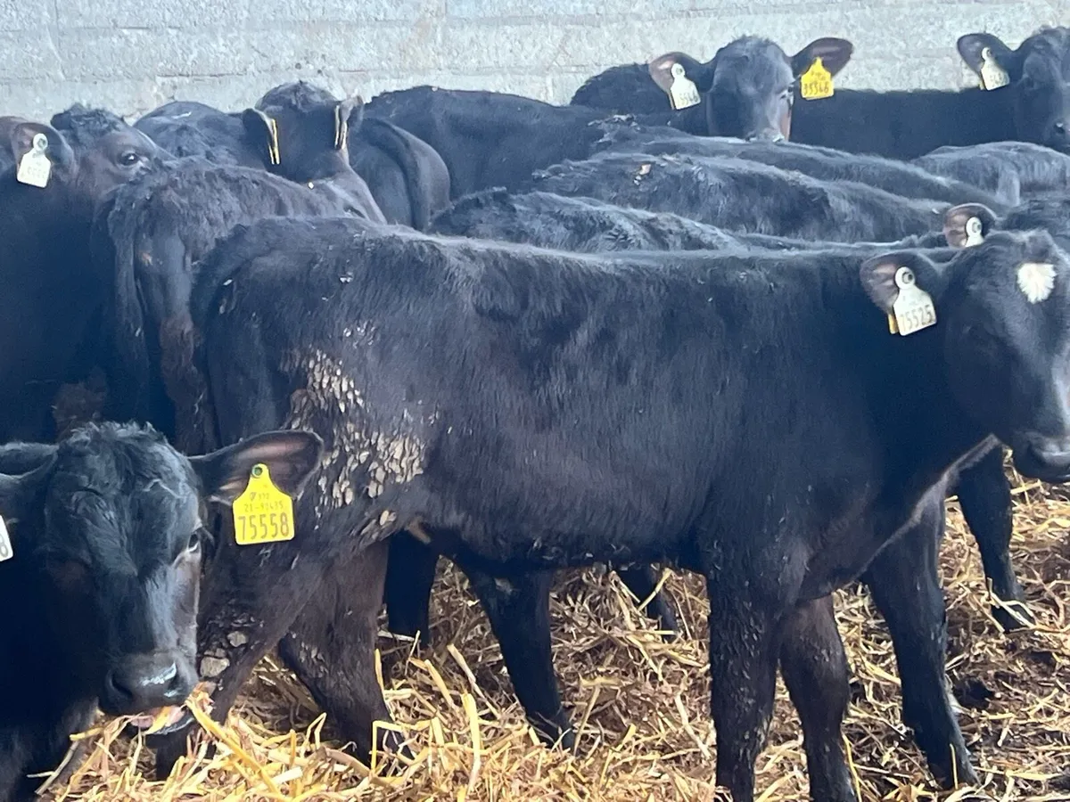 REARED ANGUS BULLS AND HEIFERS - Image 2