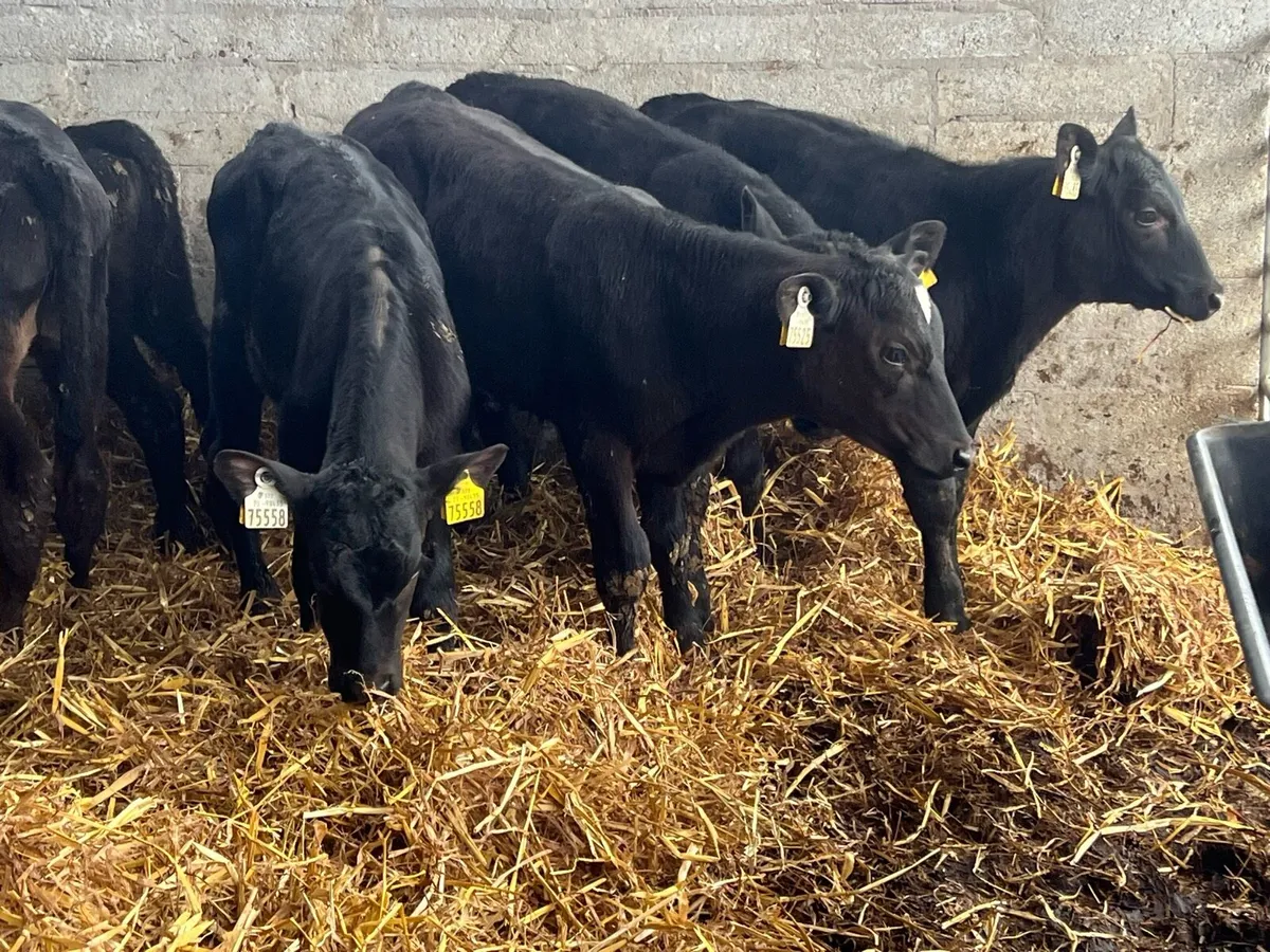 REARED ANGUS BULLS AND HEIFERS - Image 3