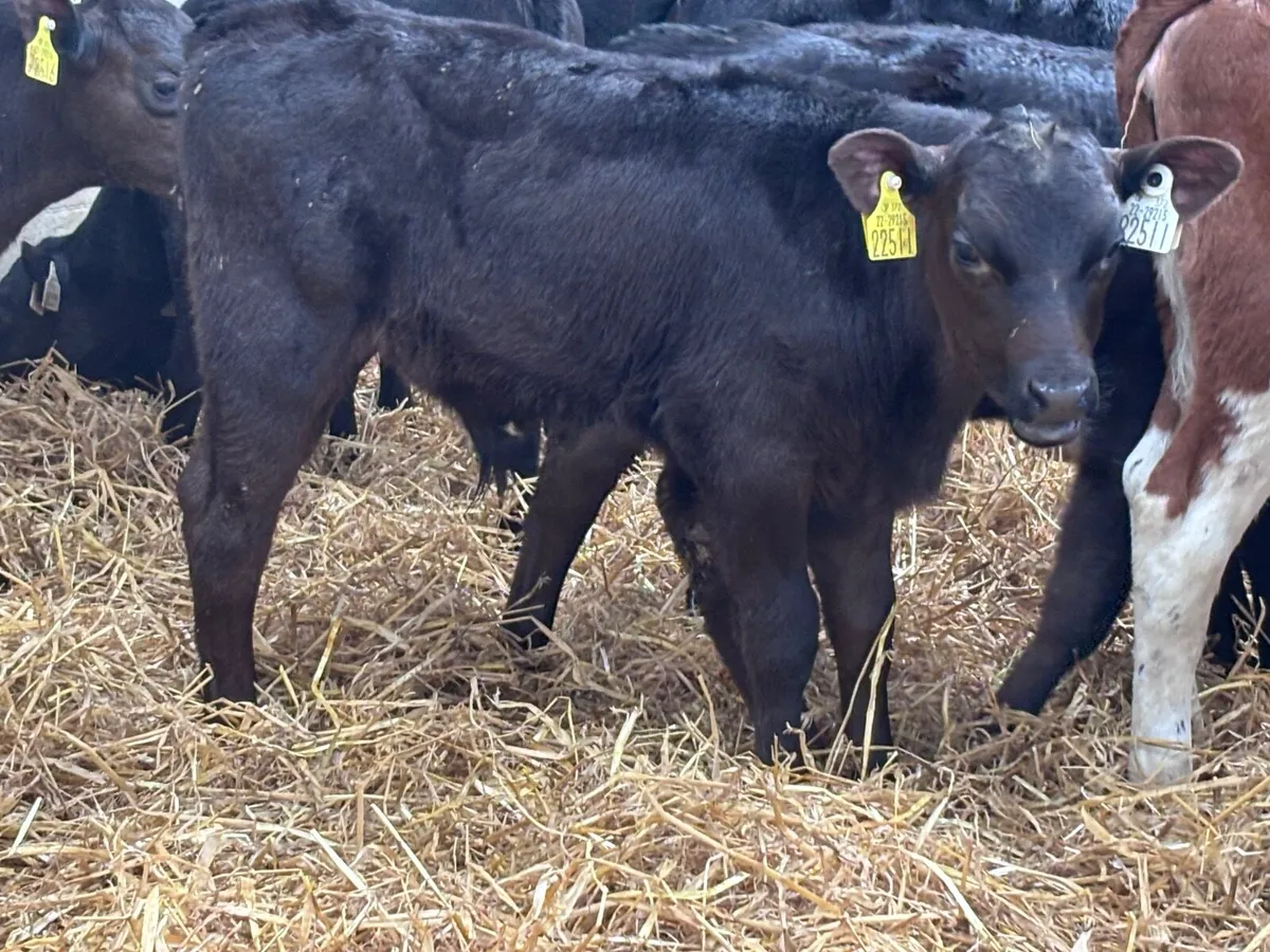 11 grass calves for sale - Image 2