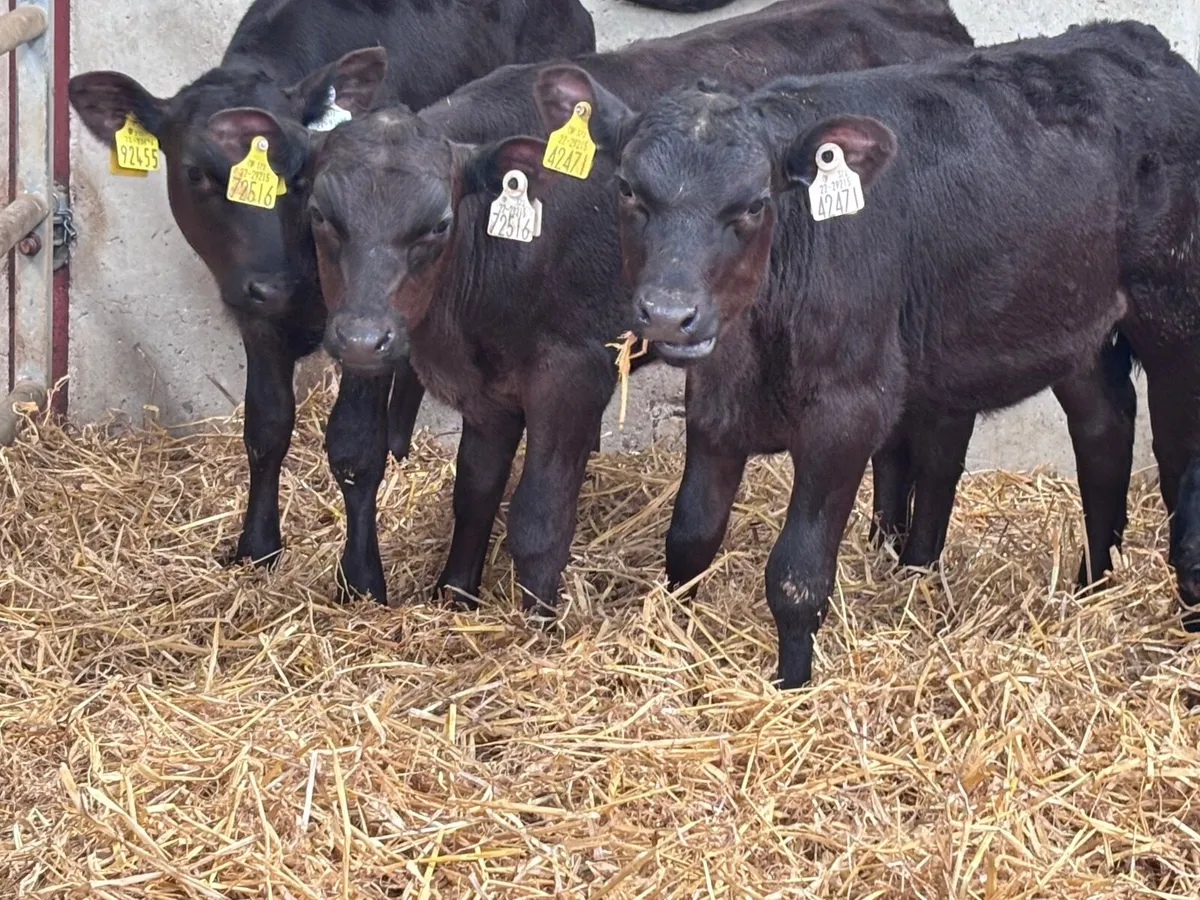 11 grass calves for sale - Image 4